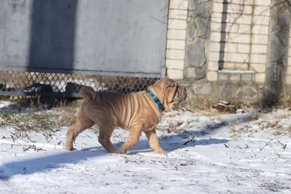 Ізабелловий хлопчик