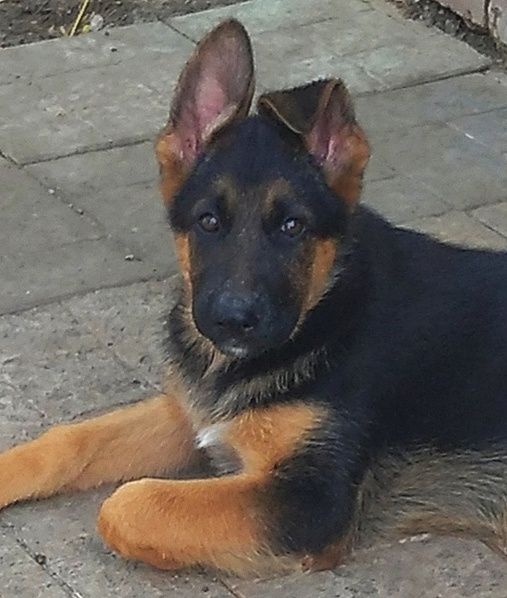 Шикарные щенки для ценителей породы