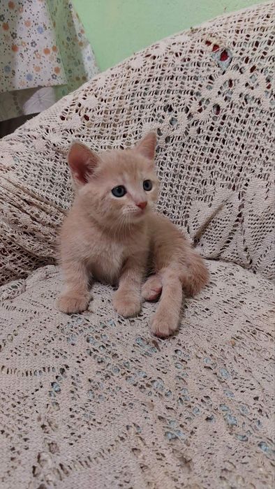 Два чудових котика