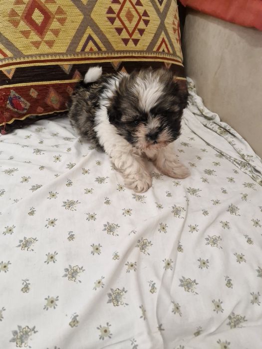 Sptiz vacinado e desparesitado