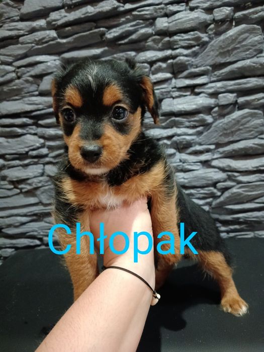 Śliczny psiaczek szuka domku