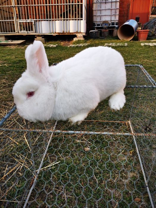 Królik nowozelandzki biały