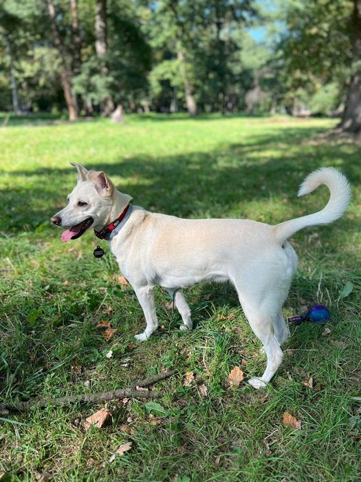 Sunia Niki do adopcji