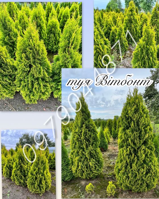 Туя Смарагд : 0.7м до 3м.+  Ялини.Ялівці . Кіпариси
