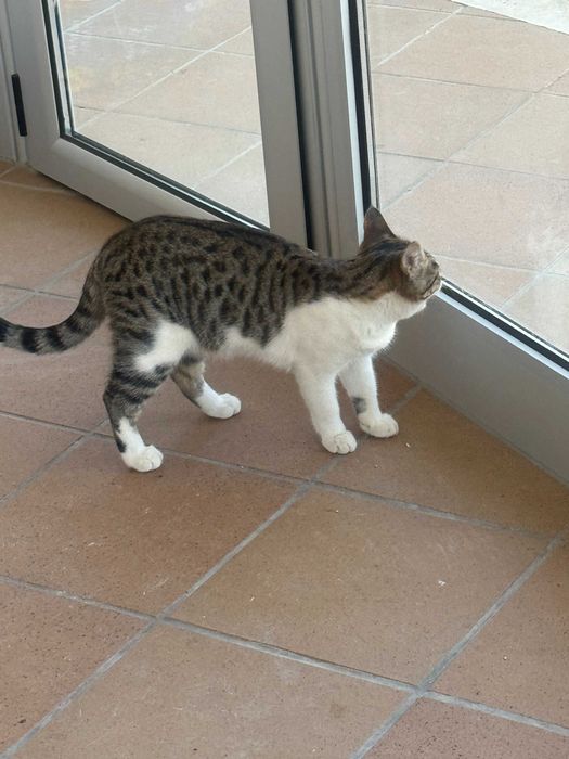 Doação de gatinho