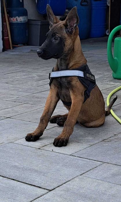 3 місяці цуценята бельгийской вівчарки малінуа готові до переїзду