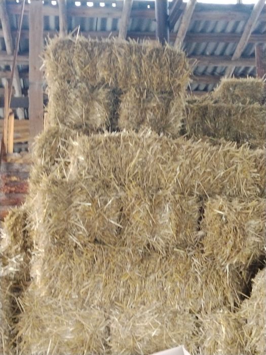 Продам тюки соломи, 2025 року