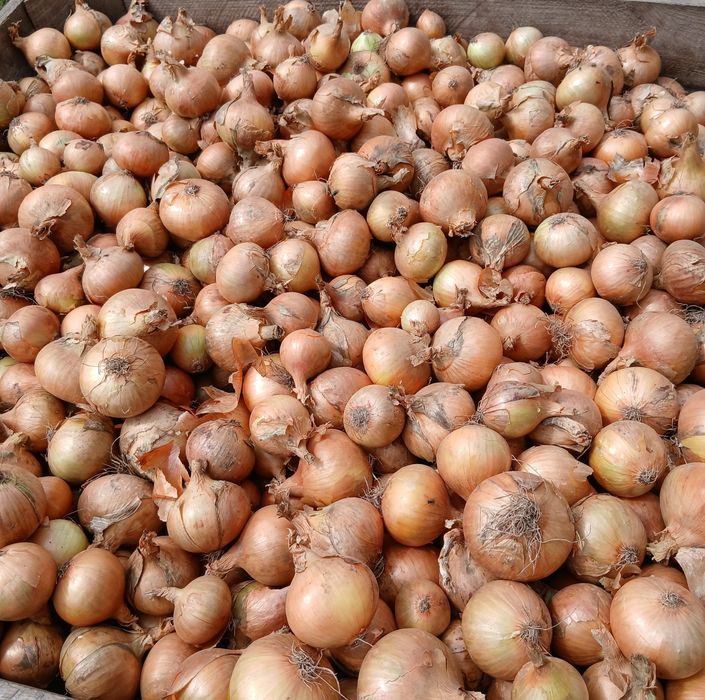 Sprzedam cebule gruba