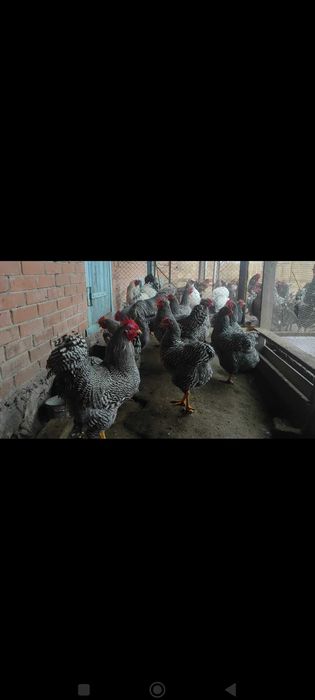 Кури Аморкс інкубаційне яйце.