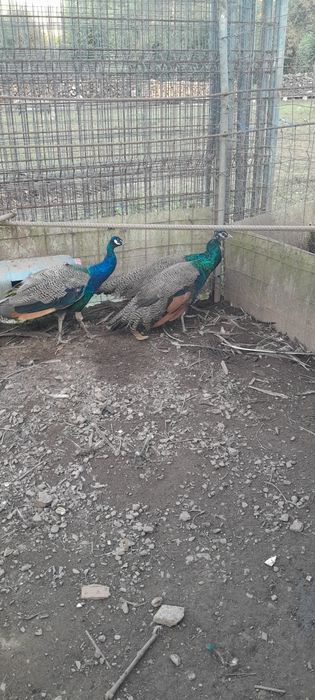 Pavões machos Azuis