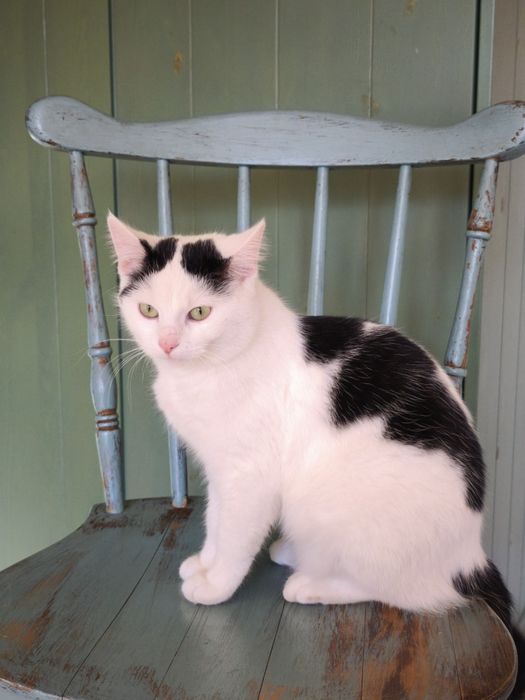 Oddam kota, miła spokojna, korzysta z kuwety