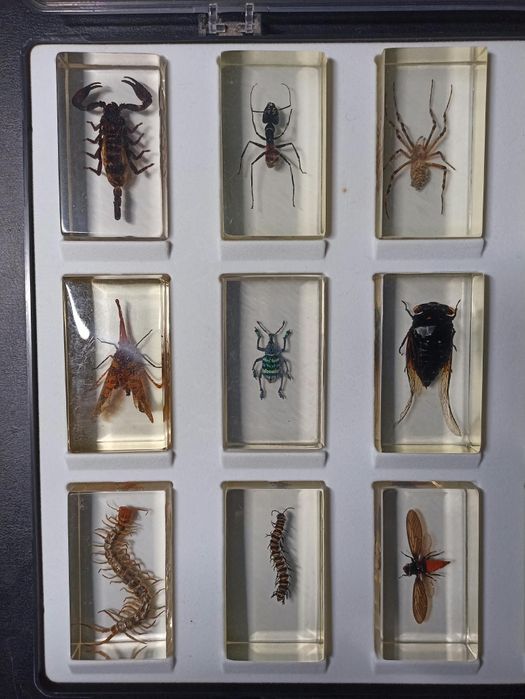 Coleções de insectos