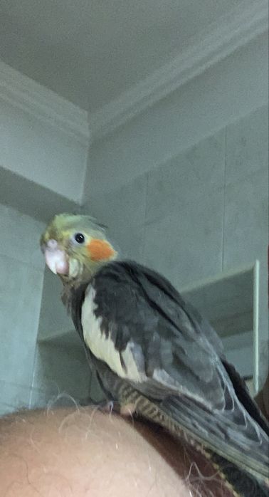 Caturra com 2 meses
