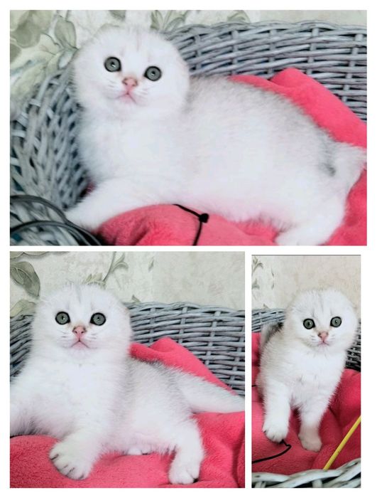 Серебристый вислоухий мальчик.Котята. Кошенята.