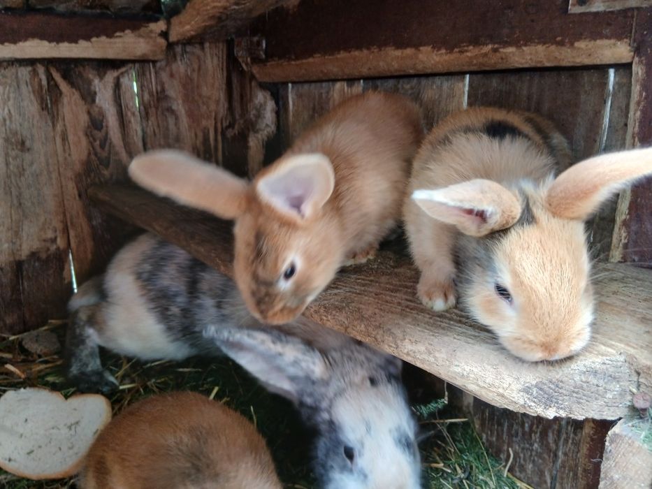 Samica królika kotna