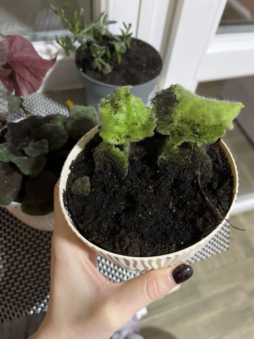 Фиалки с горшком бесплатно