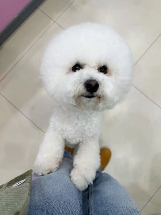 bishon frise Бішон Фрізе