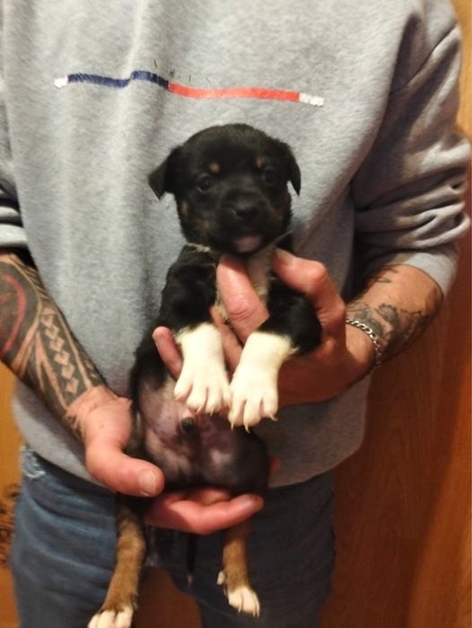 Bebés para adoção responsável