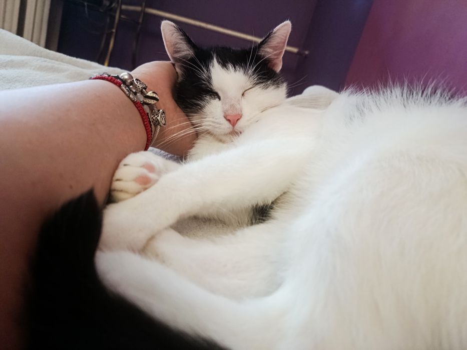 Przekochana słodka kotka do adopcji