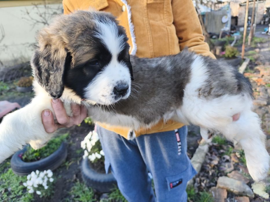 Продам песика 1міс