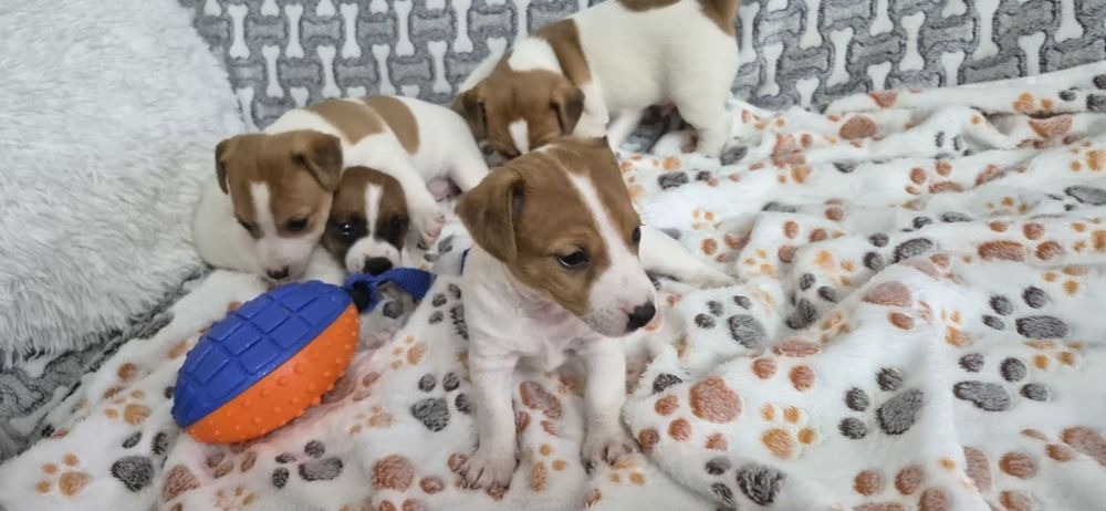 Jack russell Terrier suczka z rodowodem