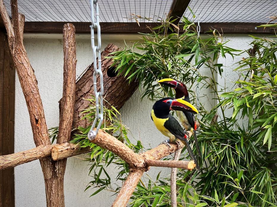 casal de araçaris-miudinhos (Pteroglossus viridis),