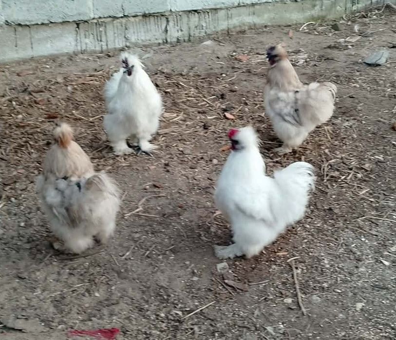 Sprzedam koguty Silki