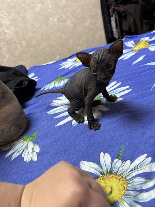 Кошенята сфінкс донський