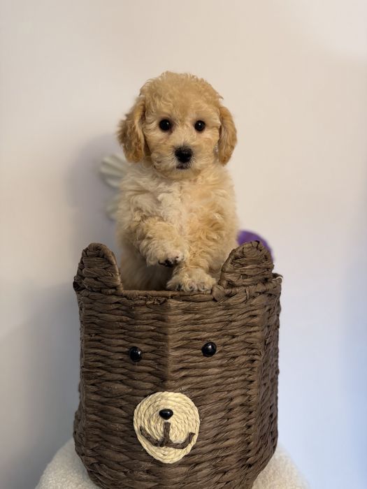 Bichpoo/Maltipoo/Poochon