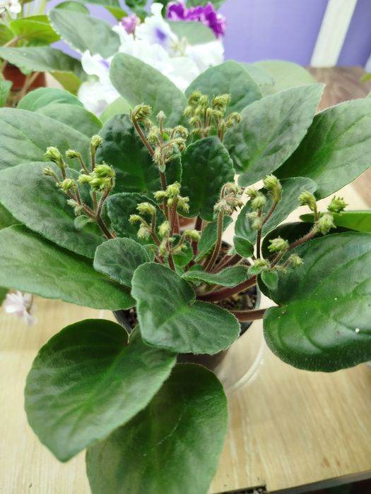 Фіалка для дому кімнати