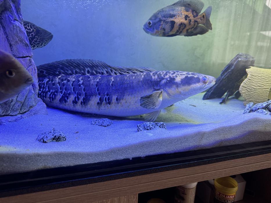 Змієголов,Зииеголов,аквариум