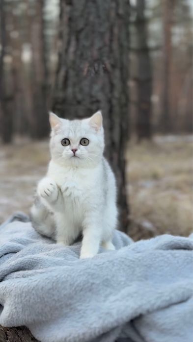 Киця прямову породиста срібна шиншила дівчинка шотландська