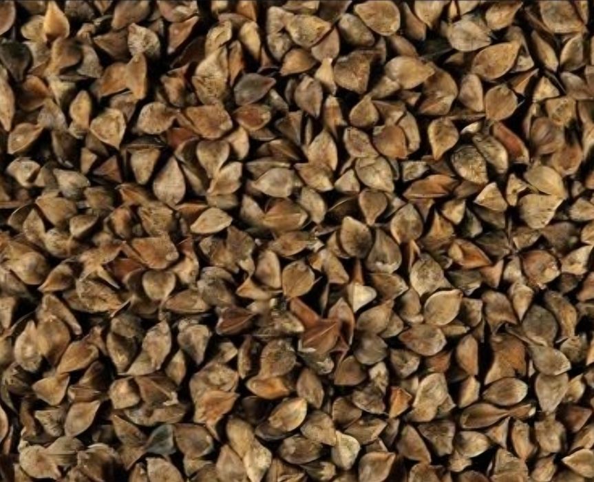 Gryka, nasiona gryki sprzedam