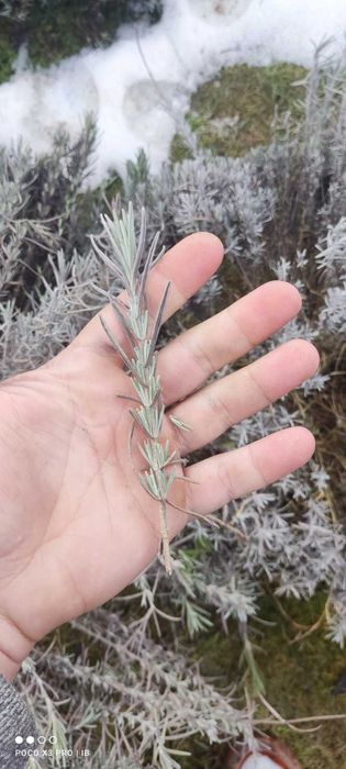 Живці лаванди (свіжий зріз) для вкорінення — Власний сад