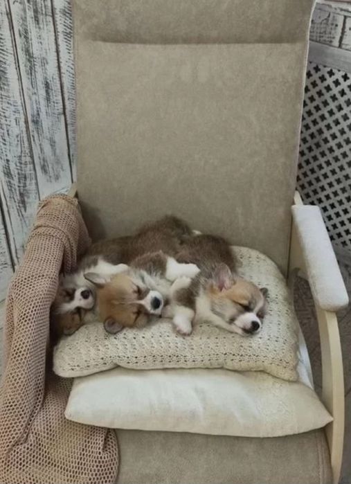 Милые щеночки Корги. Питомник