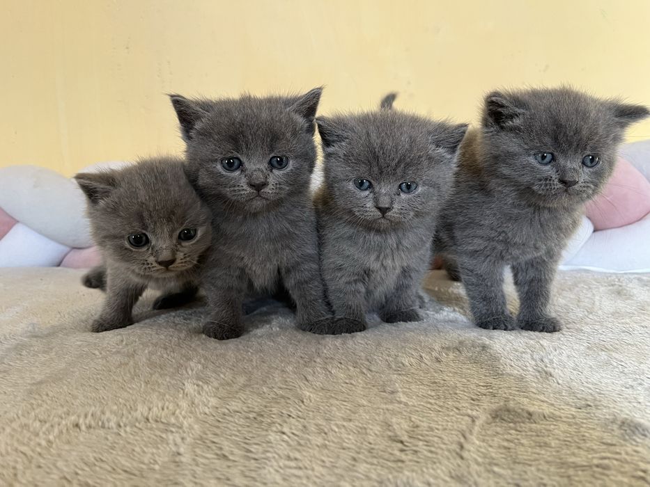 Шотландські  кошенята