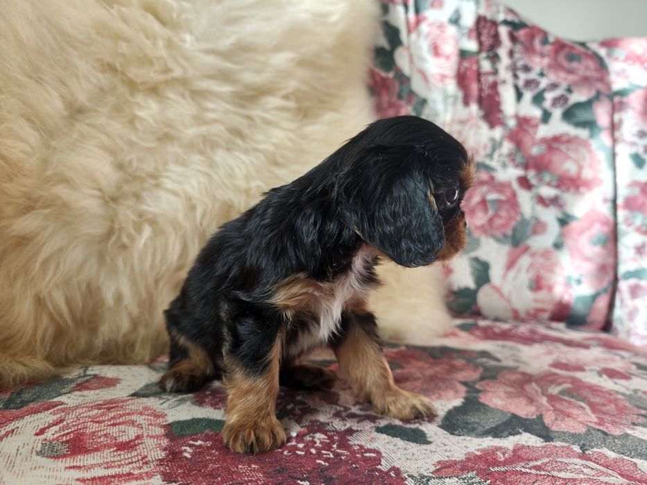 Cavalier King Charles Spaniel KOKOS
