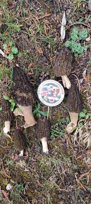 Smardz stożkowaty Rarytas