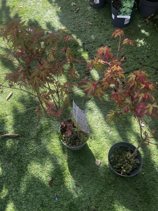 Variedades de acers palmatum