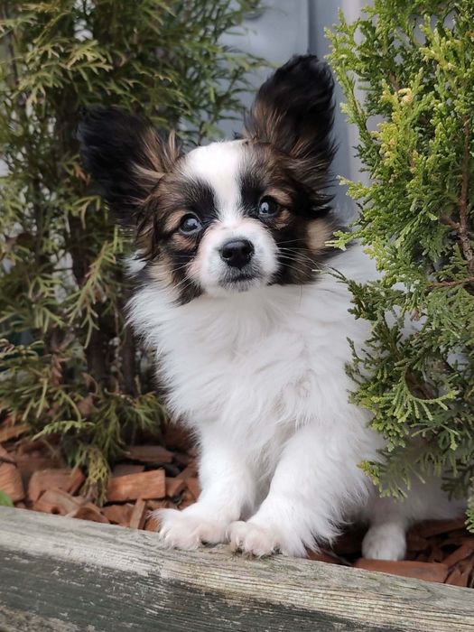 Piesek SOLO Spaniel Kontynentalny Miniaturowy