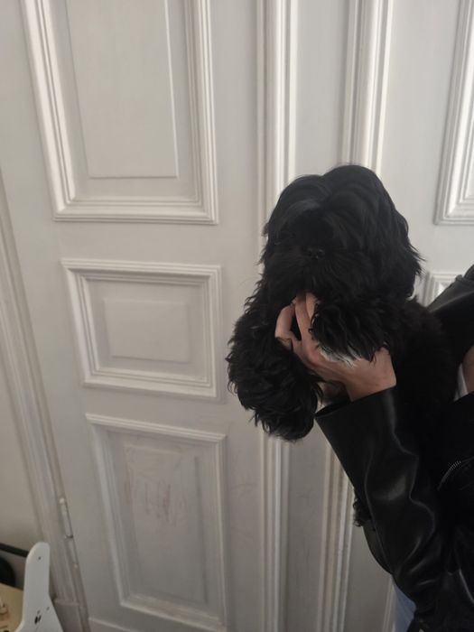 Shih tzu 4 miesieczny