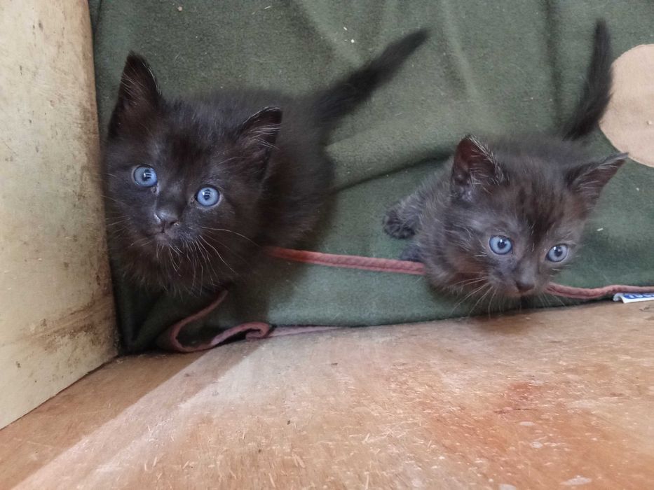 Dois bebés felinos lindíssimos que serão a delícia de quem os adotar...