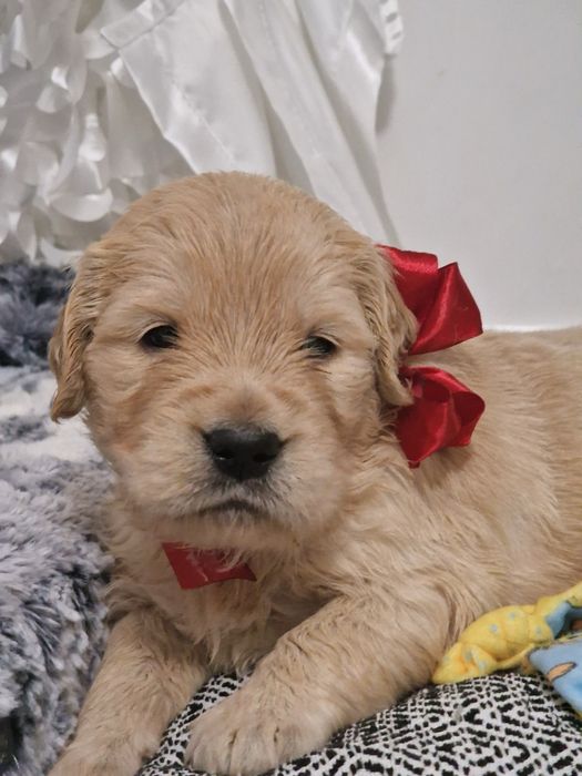 Golden Retriever szczeniak fci zkwp szkolenie gratis