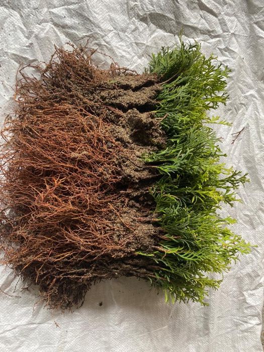 TUJA SZMARAGD THUJA SMARAGD sadzonki 200szt/1szt - 1zł