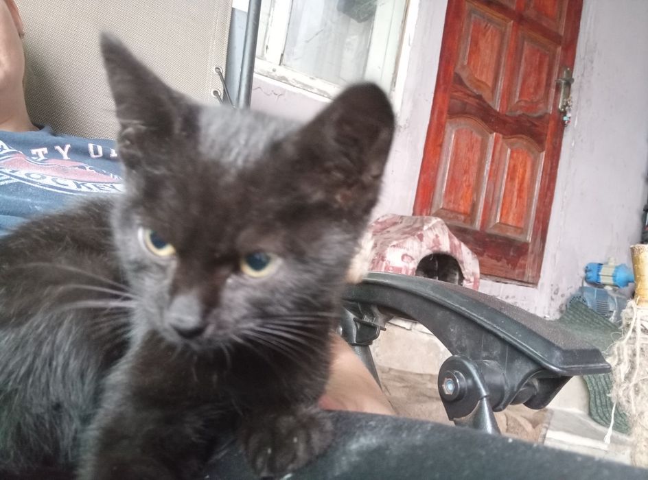 Отдам котят в добрые и заботливые руки