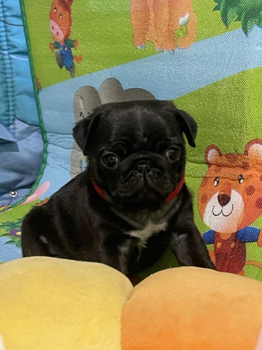 Мопс дівчинка, цуценя 2 міс. Привита,