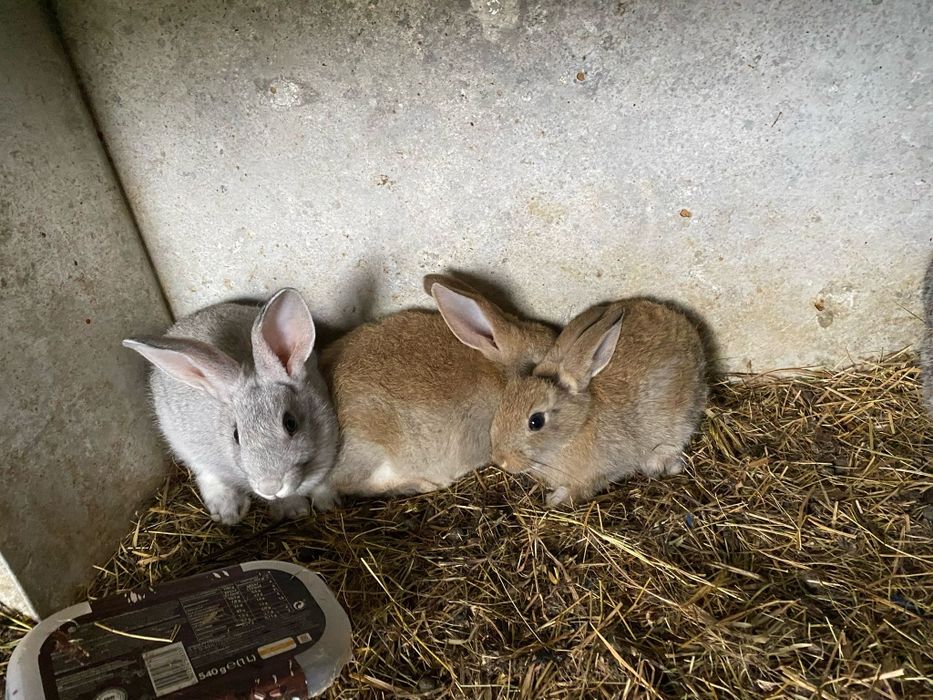 Coelhos para venda