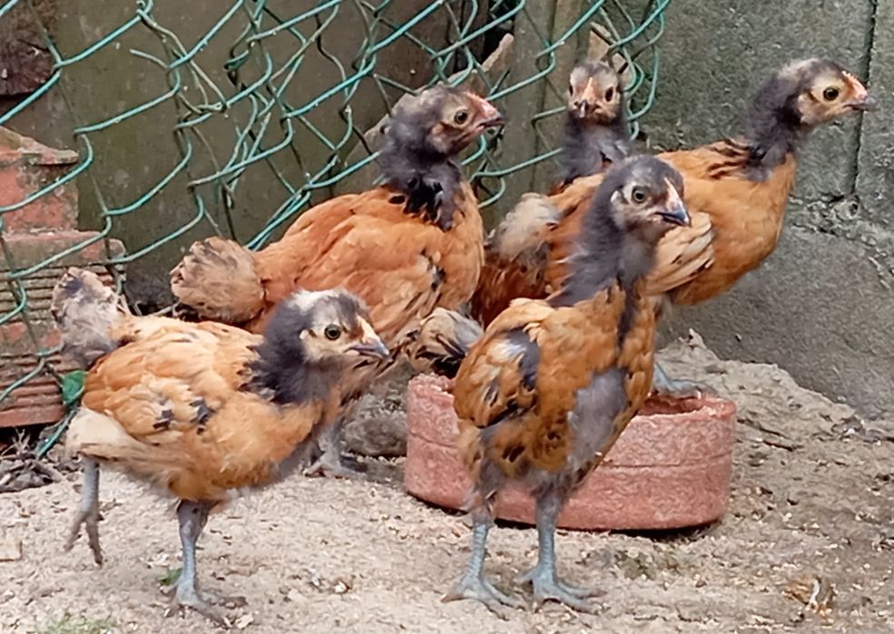 Aves Ornamentais Vorwerks