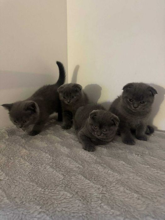 Шотландські котята.