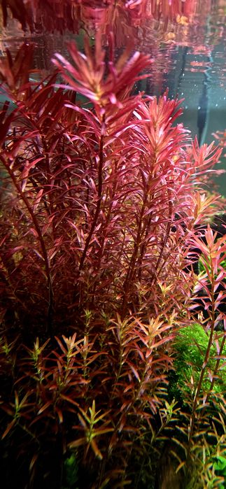 Planta aquário Rotala Blood - pés a cortar na altura